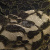 Кружевное полотно XD LACE 1-4, 80 гр/м2, шир.150см, цвет чёрный - купить в Саратове. Цена 245.94 руб.