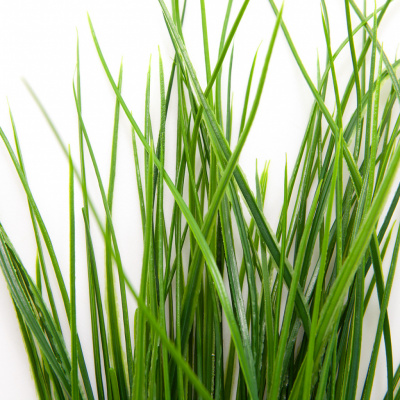 Трава искусственная -4, шт  (осока 50 см/8 см  7 листов)				 - купить в Саратове. Цена: 130.73 руб.